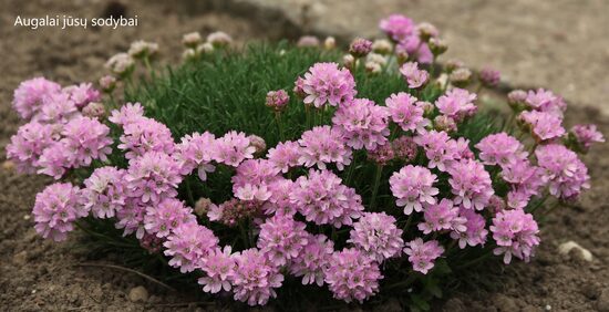 Gvaizdė (Armeria juniperifolia) 'Bevan's Variety'